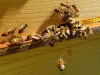Bienen am Flugloch - Ableger 1