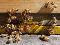 Bienen am Flugloch - MP01